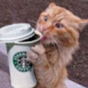 Meet your Posher, Kitty